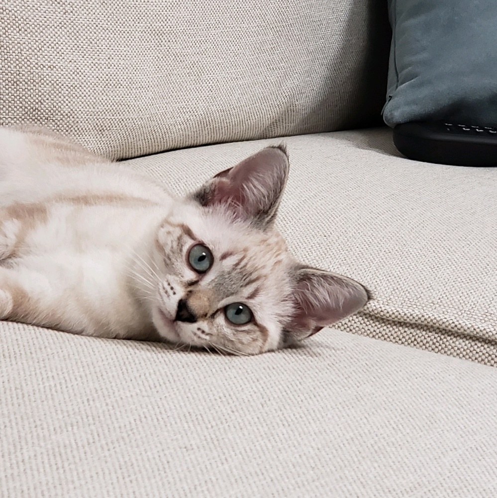 Meet your Posher, Dana